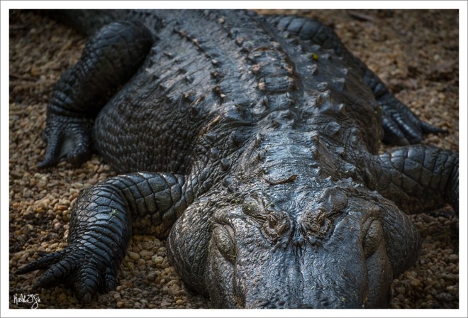 150403-wildlifepark-086